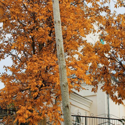 Осенний пленэр. IX класс - первые этюды маслом. Октябрь 2013