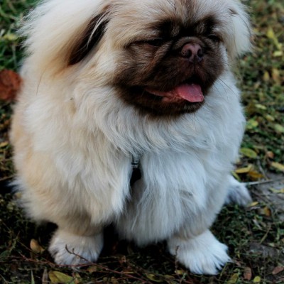 Pleinair de toamnă. Clasa IX - primele studii în ulei. octombrie 2013