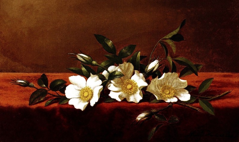 "Pictură. Flori" by Martin Johnson Heade