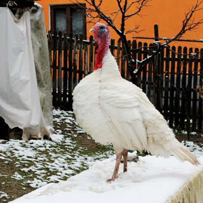 ... de la pleinair-ul din România, martie 2016
