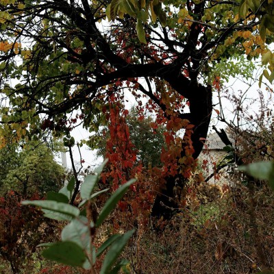 Осенний пленэр. IX класс - первые этюды маслом. Октябрь 2013