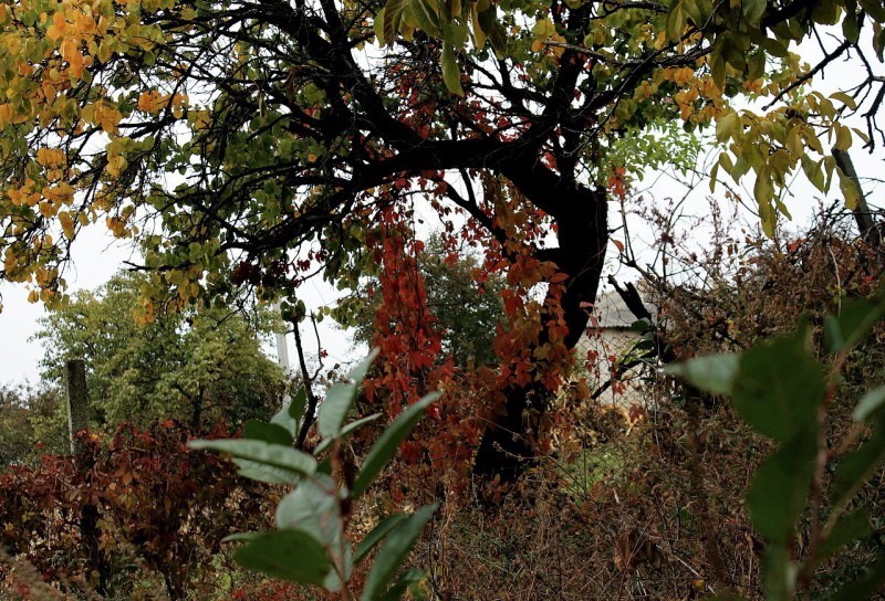 Pleinair de toamnă. Clasa IX - primele studii în ulei. octombrie 2013